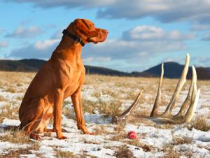 Shed Hunting Dog