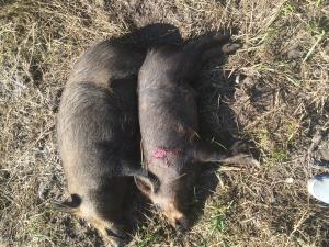 2 hogs with .22 mag