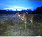 Trail cam pics
