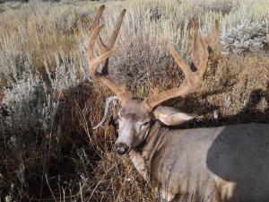 my 2013 velvet archery buck