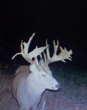 Trail cam pics