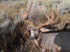my 2013 velvet archery buck