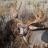 my 2013 velvet archery buck