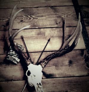 Mule Deer
