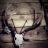 Mule Deer