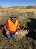 Mule Deer Loma Montana