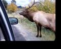 Unbelievable Close Encounter with a Bull Elk!