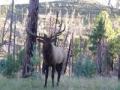 Close Elk Encounter - Gets Within 3 Yards Of Caller
