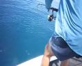 Crazy Shark Video - Shark Steals Fisherman's Catch!