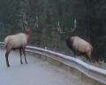 Elk Fighting Between a Guard Rail!
