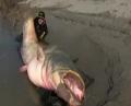 Video - 280 Pound Catfish caught by Dino Ferrari 