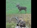 Monster Ohio Buck - Deer Hunting with Crossbow 