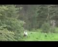 2 Grizzly Bears Charge Cameraman - Last Second Shot Saves Him