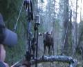 Epic Yukon Moose 5 Yard Shot