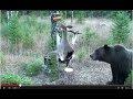 Grizzly vs. Electrified Deer Carcass