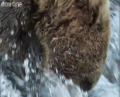 Beautiful Footage of Grizzly Bears Catching Salmon 