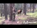 Female Bowhunter Stares Down Giant Bull Elk at 4 Yards