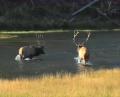 Big Bull Elk Fighting In a River - Yellowstone National Park