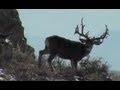 Giant Cactus Mule Deer Buck - 