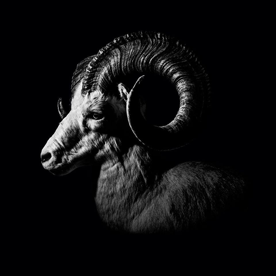 Dall Sheep