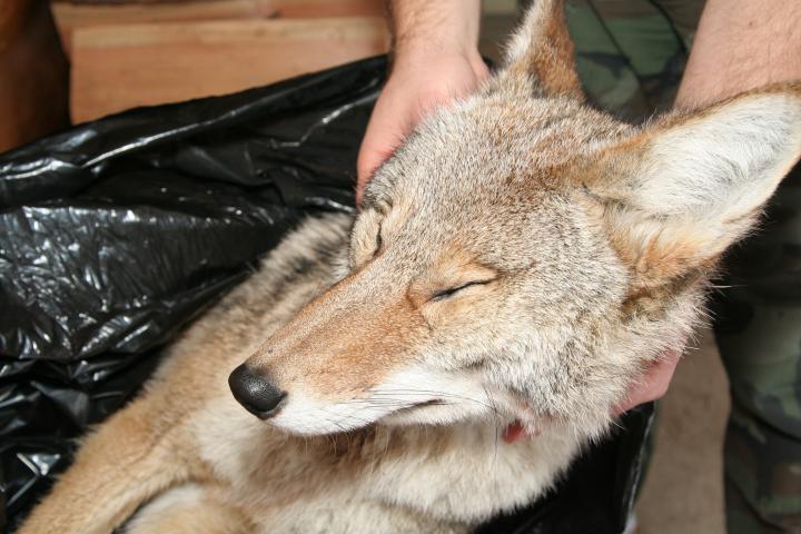 2009 coyote