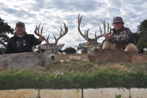 Whitetail