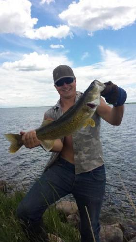 Walleye