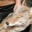 2009 coyote