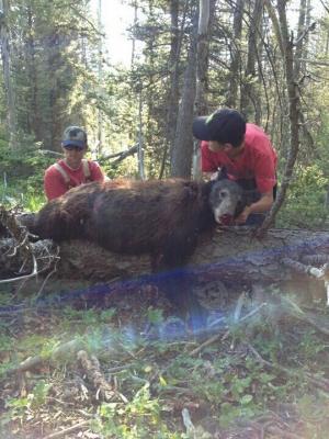 Black Bear 