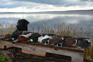 Quinn's passion for Redheads , Whistlers , Woodies 