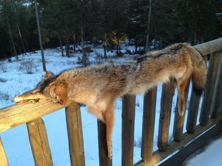 2009 coyote