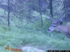 2012 Trail Cam