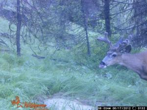 2012 Trail Cam
