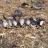 Corn field goose hunt 