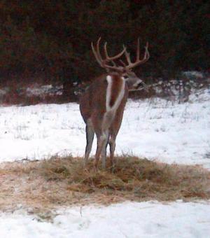 Log Cabin Whitetails #2