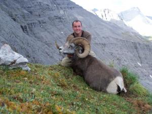 Stone Sheep