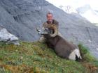 Stone Sheep