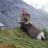 Stone Sheep