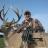 my Illinois buck