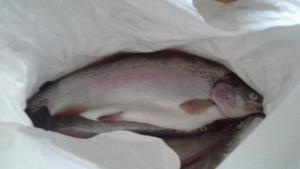 A big Trout