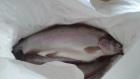 A big Trout