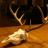 My First Full European Skull Mount