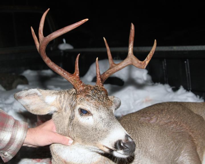 2012 white-tailed deer