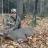 2014 bow kill