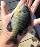 Bluegill