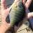 Bluegill