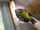 Bluegill