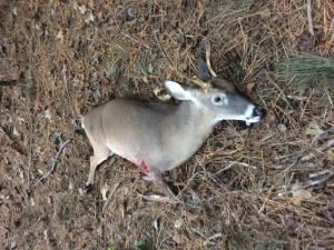 Virginia Beach swamp Buck