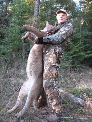 Cougar