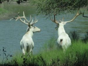 White Elk Utah - Logan Canyon